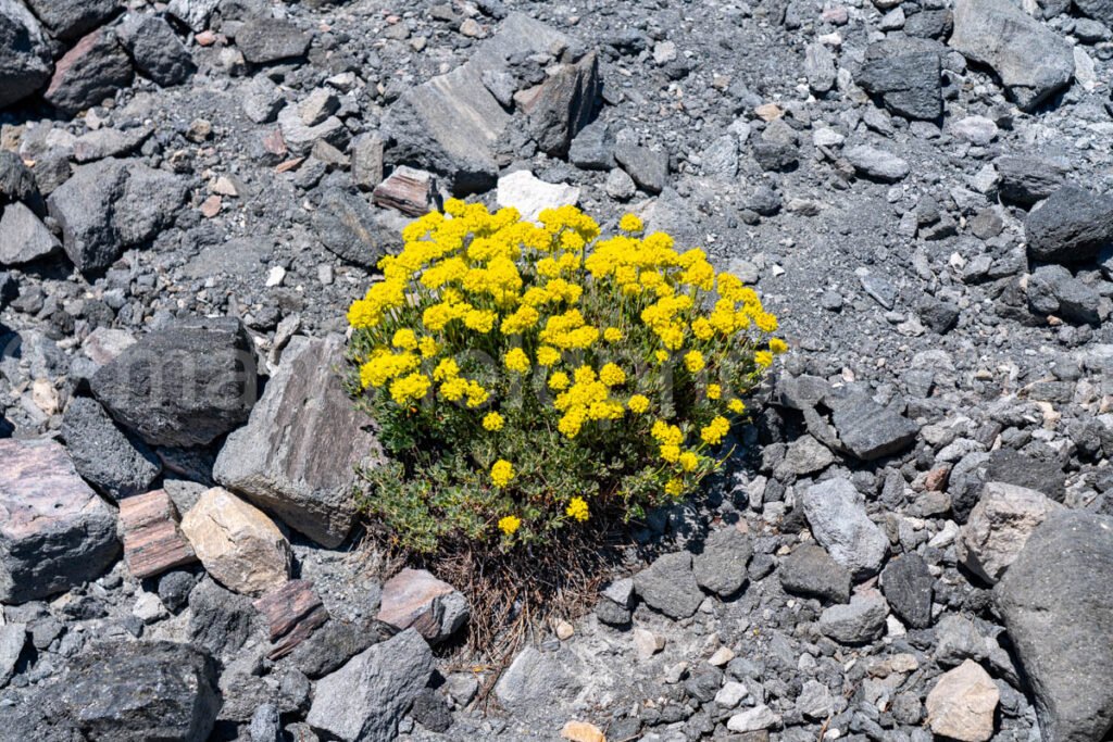 Flowers At Obsidian Dome, Ca