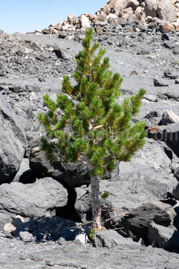 Tree And Obsidian Dome, Ca