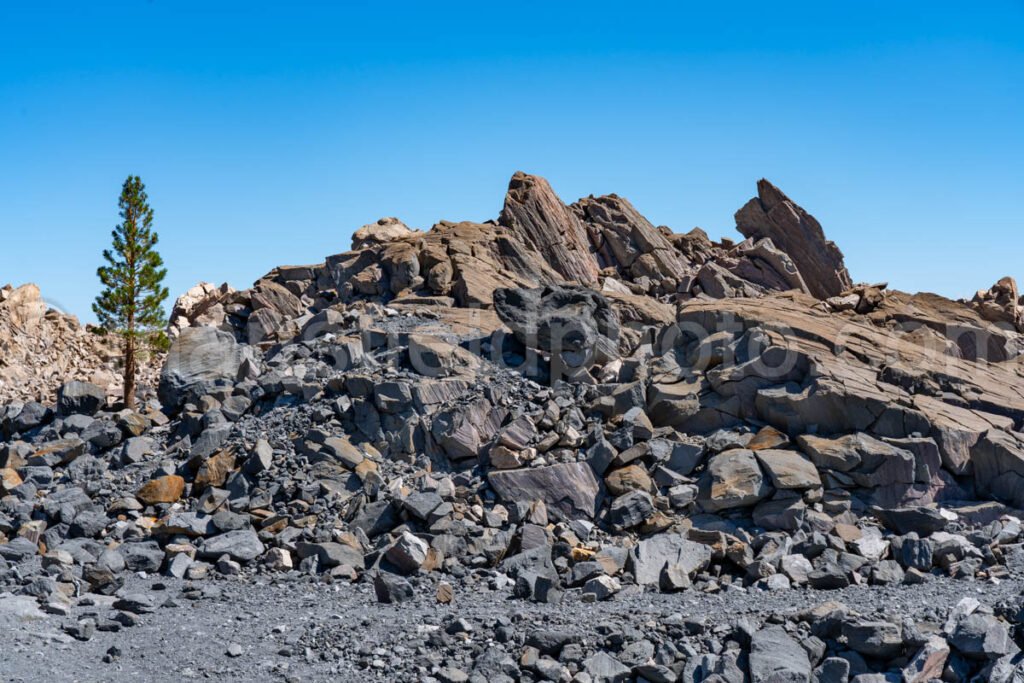 Tree And Obsidian Dome, Ca