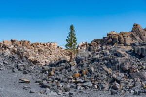 Tree and Obsidian Dome, CA