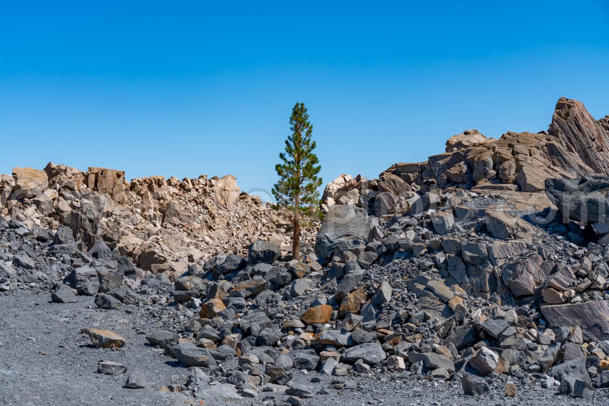 Tree And Obsidian Dome, Ca A4-22665