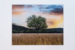 Glen Rose Tree And Field Print With Mat (8×10)