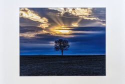 Lone Tree Sunrise In Texas Print With Mat (8×10)