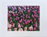 Pink Tulips in Texas Print with Mat (8×10)