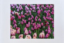 Pink Tulips In Texas Print With Mat (8×10)