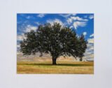 Summer Tree and Blue Sky Print with Mat (8×10)