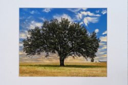 Summer Tree And Blue Sky Print With Mat (8×10)