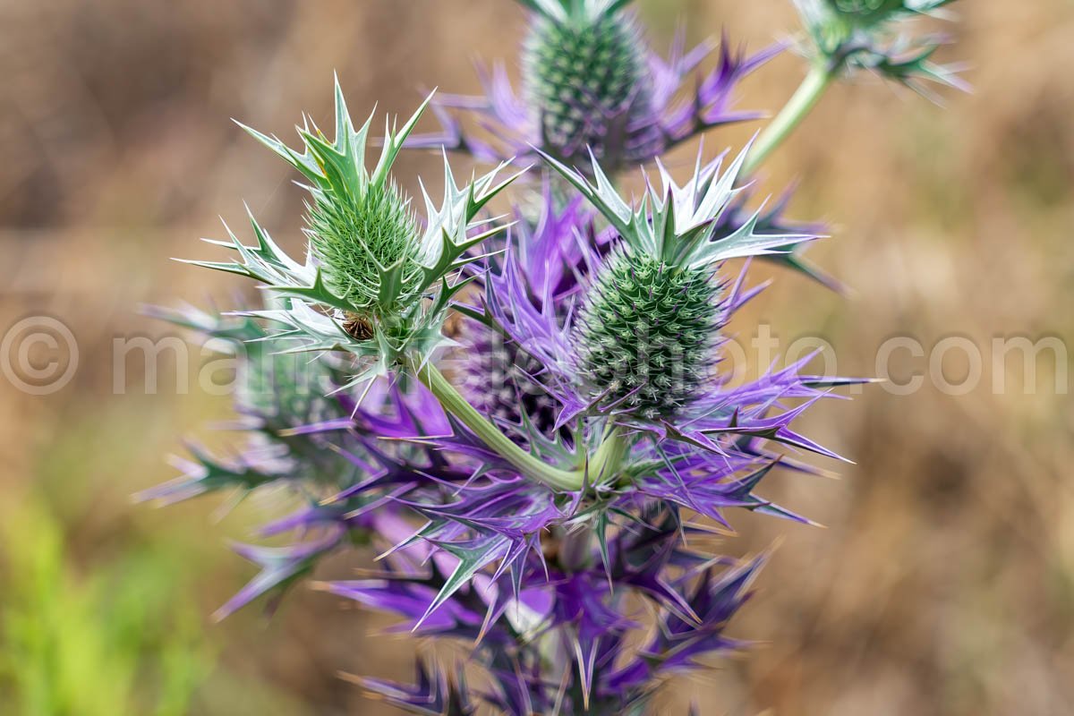 Flower – Eryngo A4-07347