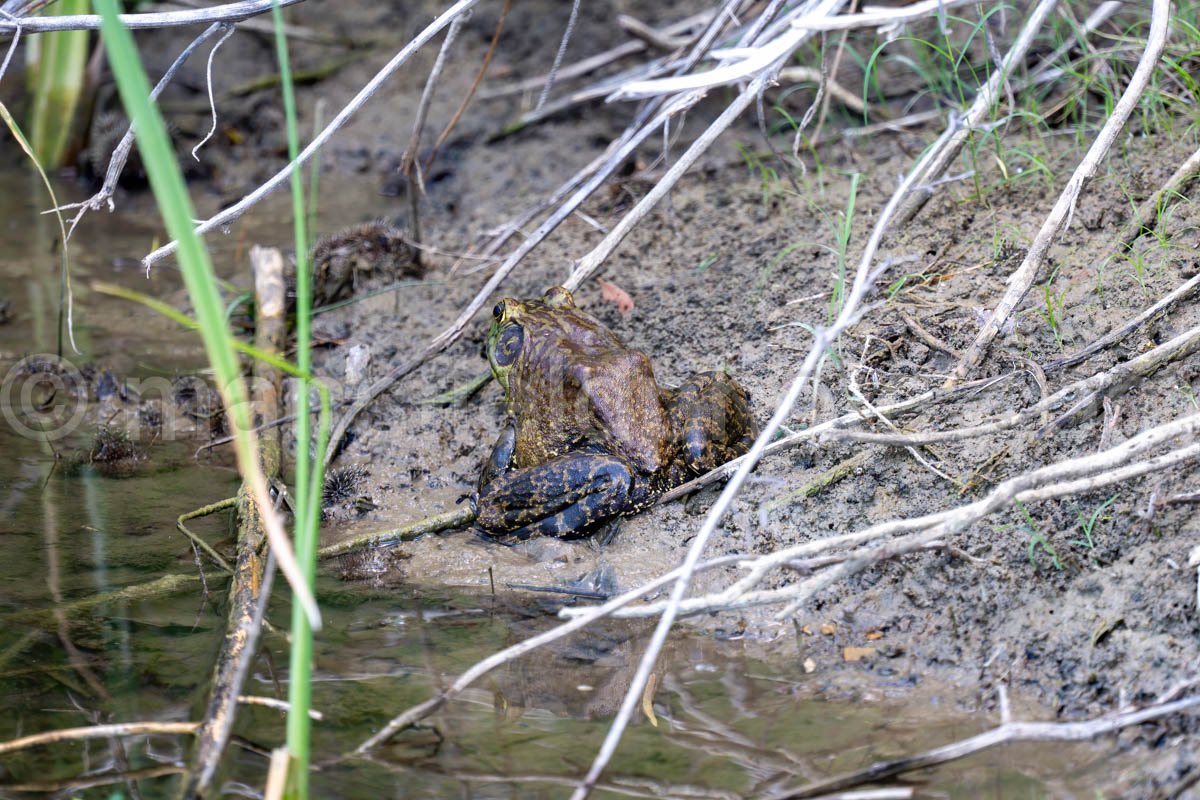 Frog at Cedar Hill State Park A4-22739