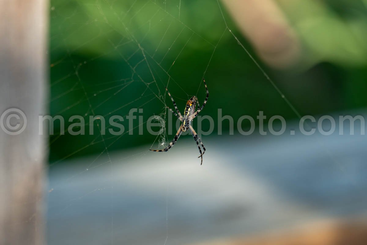 Garden Spider A4-22742