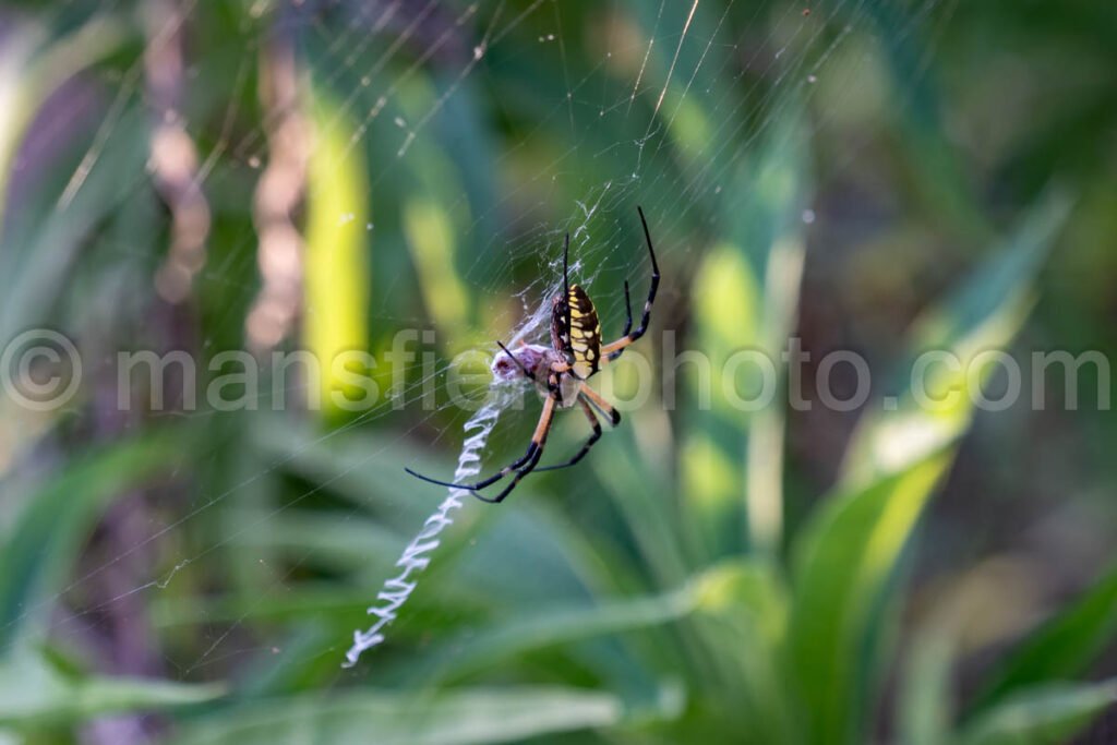 Garden Spider A4-22743 - Mansfield Photography