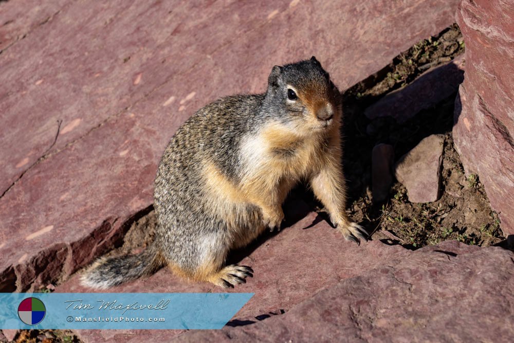 Marmot On The Grinnell Glacier Trail