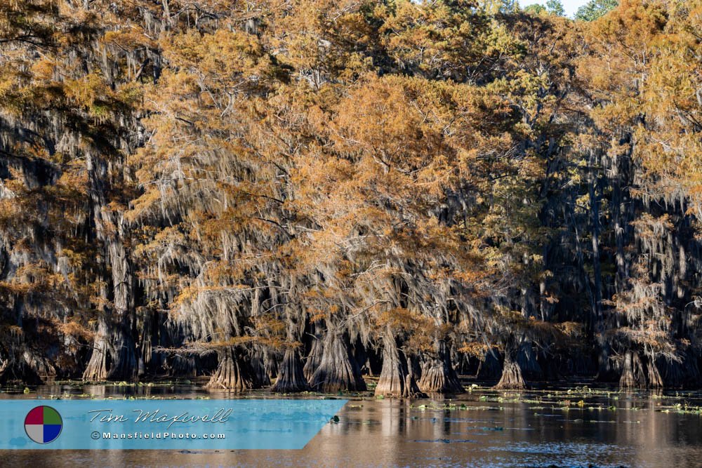 Mill Pond, Caddo Lake, Tx