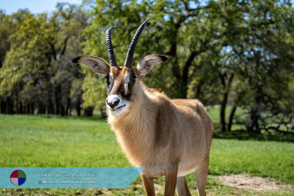 Roan Antelope At Fossil Rim, Glen Rose, Texas