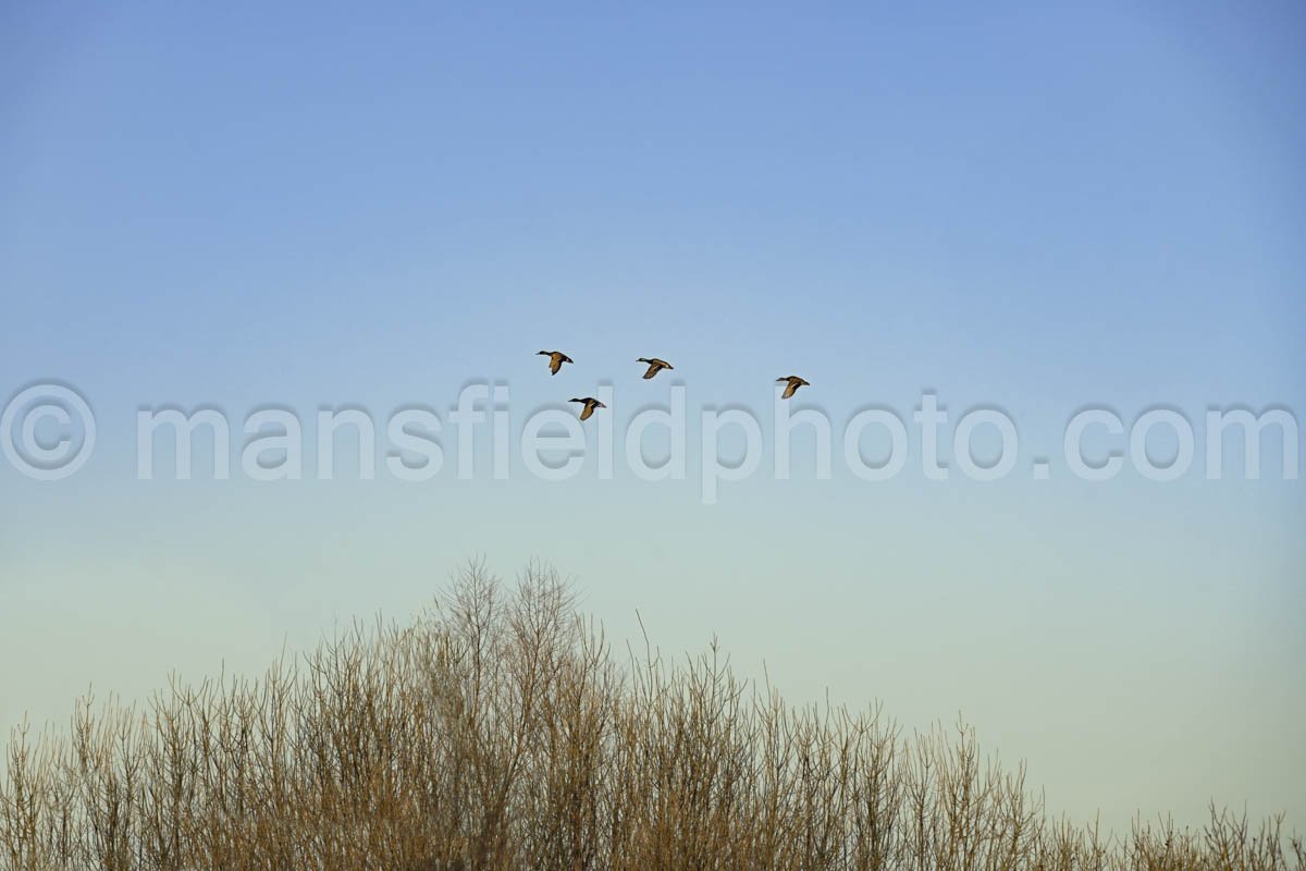 Ducks In Flight A4-01935