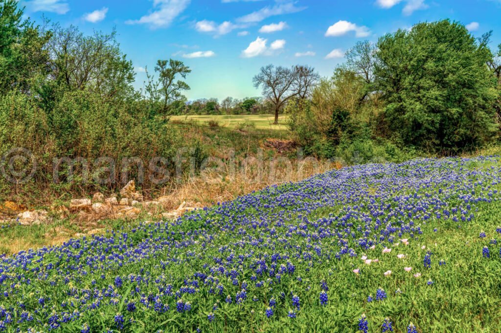 Texas Bluebonnets A4-02322 - Mansfield Photography