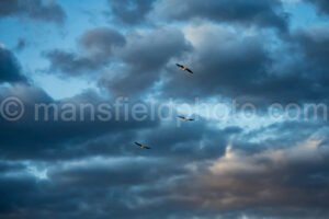 Morning At Britton Park A4-04013 - Mansfield Photography