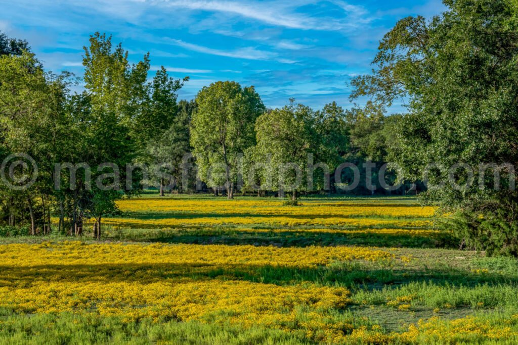 Trees, Field, And Flowers A4-09500 - Mansfield Photography