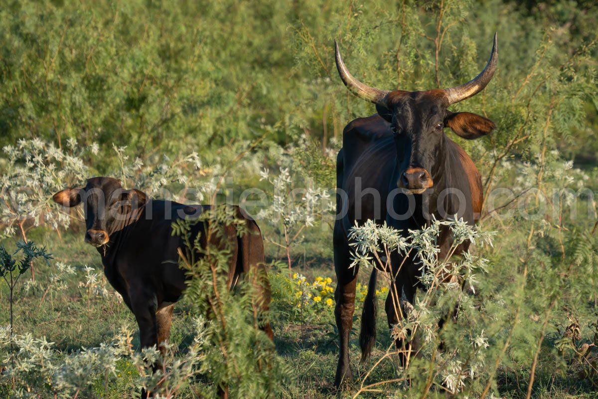 Cow And Field A4-09601