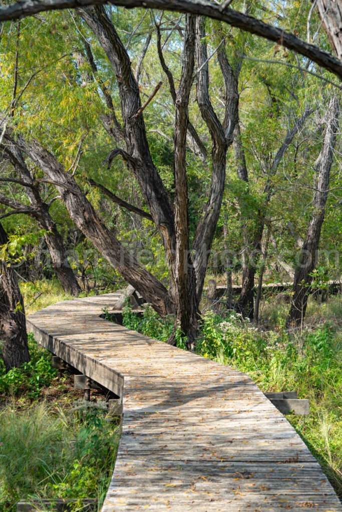 Marsh Boardwalk, Llela Nature Preserve A4-10265 - Mansfield Photography