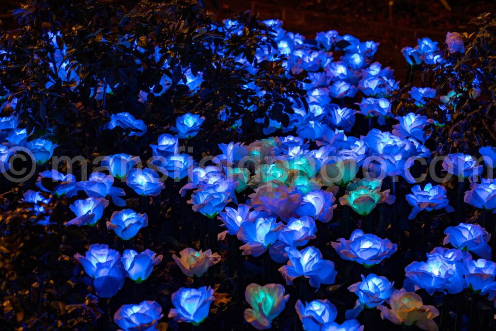 Lightscape At Fort Worth Botanic Garden A4-11053 - Mansfield Photography