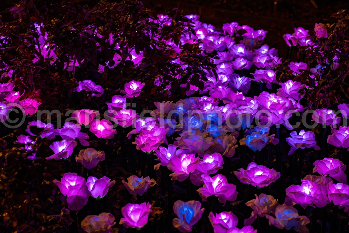 Lightscape At Fort Worth Botanic Garden A4-11054