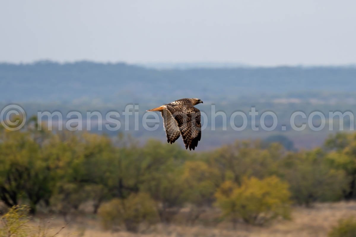 Red-Tailed Hawk A4-11203