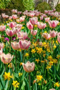 Tulips A4-13143 - Mansfield Photography