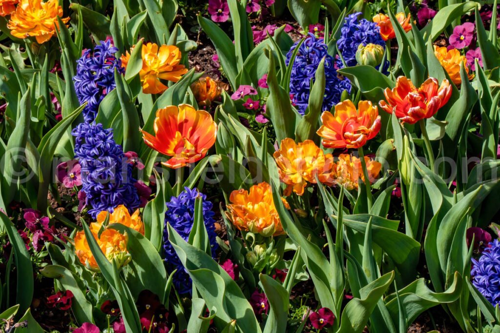 Hyacinths And Tulips A4-13166 - Mansfield Photography