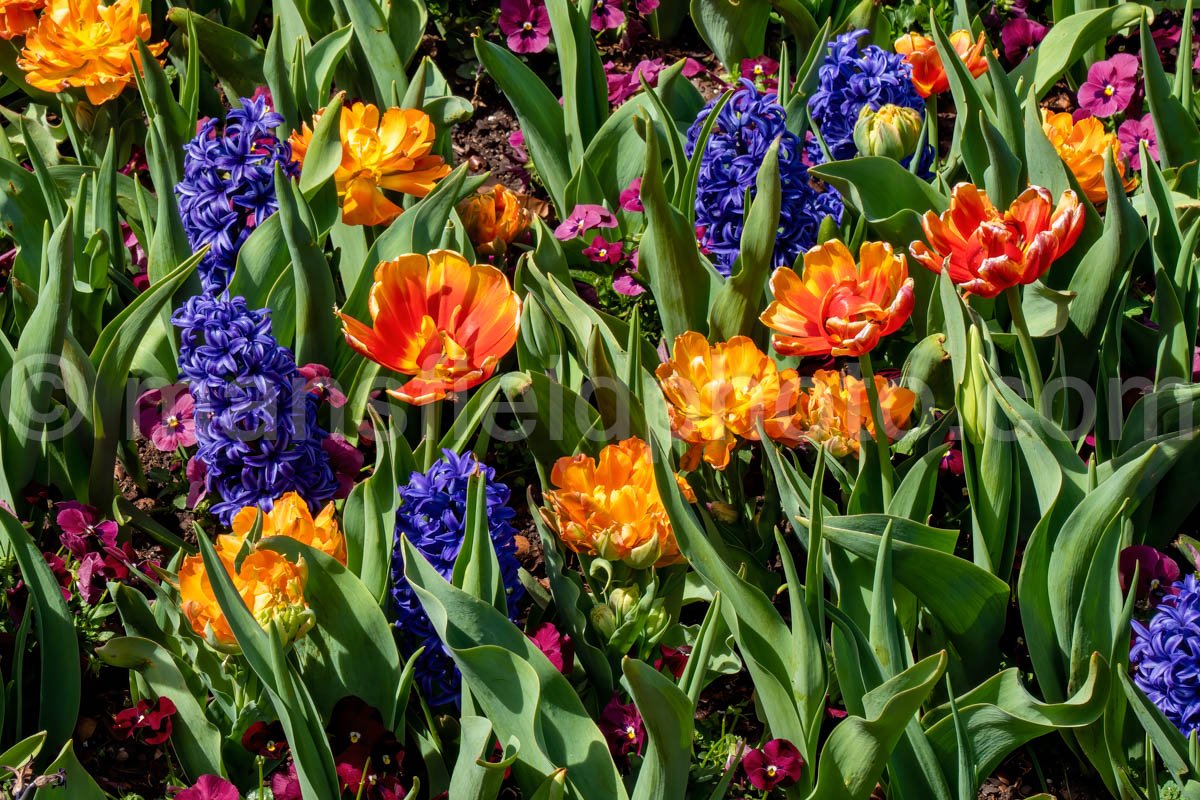 Hyacinths And Tulips A4-13166