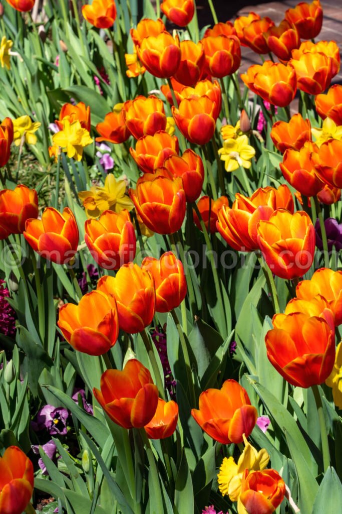 Tulips A4-13175 - Mansfield Photography