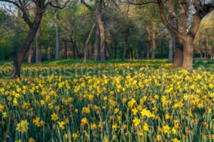 Field Of Daffodils A4-13275 - Mansfield Photography