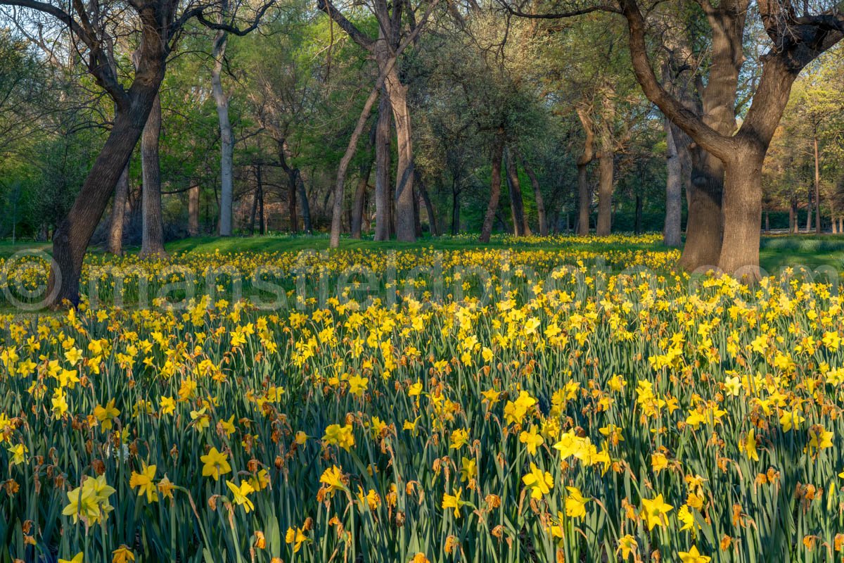 Field of Daffodils A4-13275