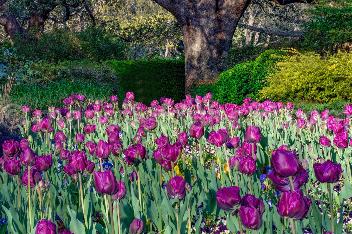 Lavender Tulips And Tree A4-13366