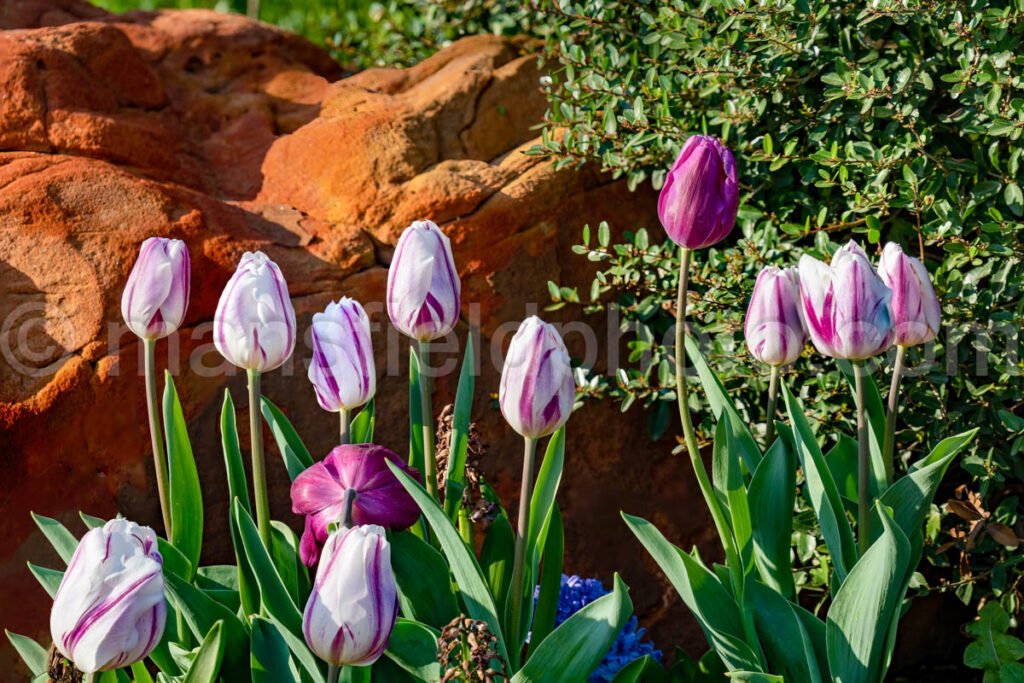 Tulips A4-13392 - Mansfield Photography