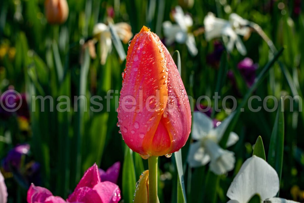 Tulip A4-13513 - Mansfield Photography