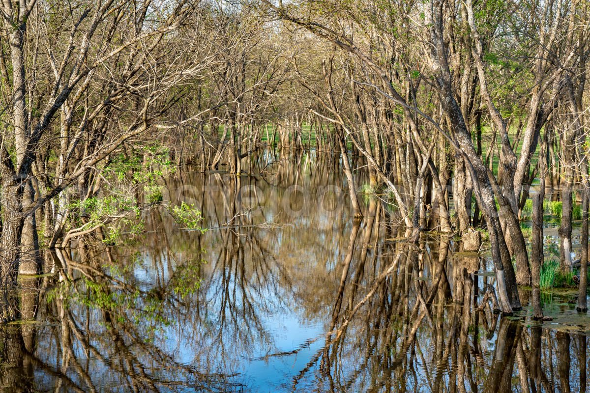 Pond and Trees A4-14011