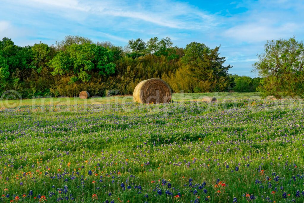 Hay And Bluebonnets A4-14070 - Mansfield Photography