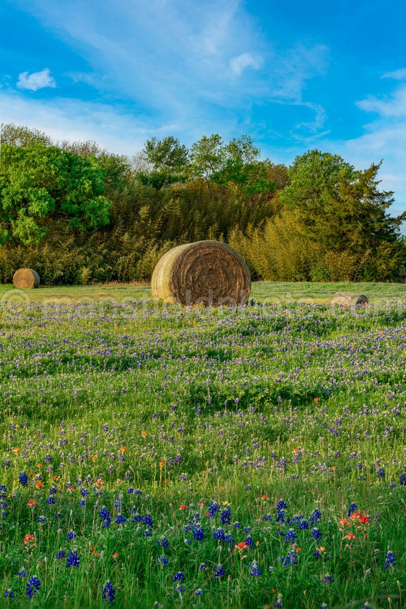 Hay And Bluebonnets A4-14075