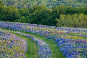 Trail Of Bluebonnets A4-14333 - Mansfield Photography