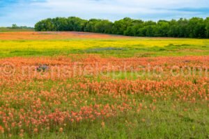 Field Of Flowers A4-14362 - Mansfield Photography