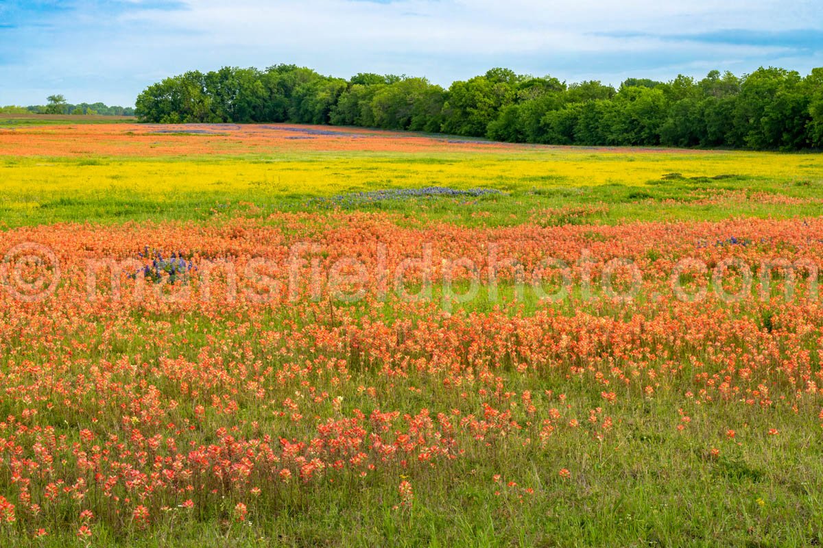 Field of Flowers A4-14362