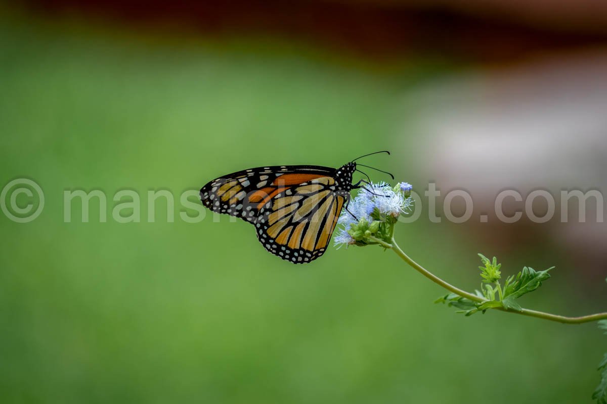 Monarch Butterfly A4-18696