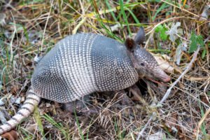Armadillo A4-19107 - Mansfield Photography
