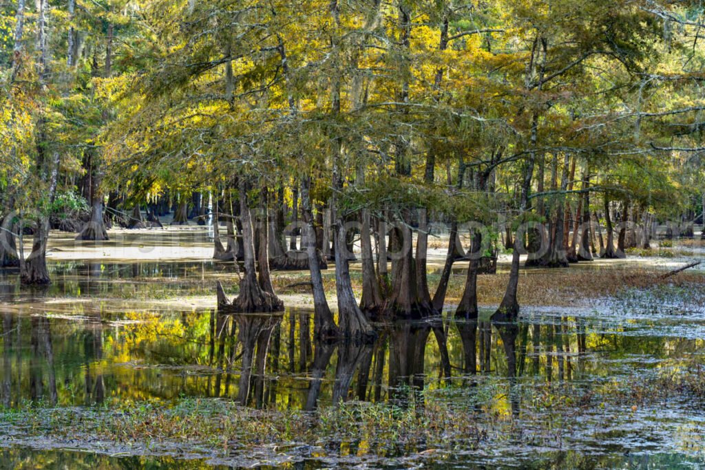 Lake Steinhagen, Texas A4-23899 - Mansfield Photography