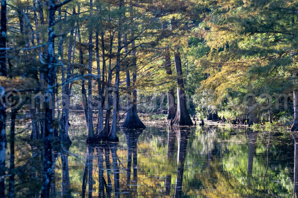 Lake Steinhagen, Texas A4-23915 - Mansfield Photography