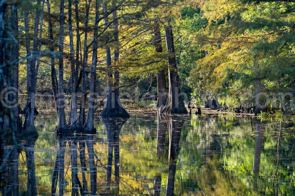 Lake Steinhagen, Texas A4-23916 - Mansfield Photography