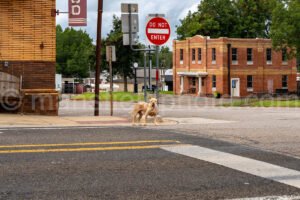 San Augustine, Texas A4-23986 - Mansfield Photography