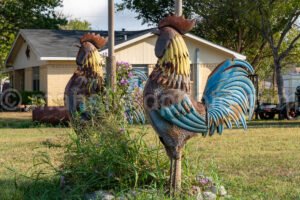 Maxwell, Texas A4-25017 - Mansfield Photography