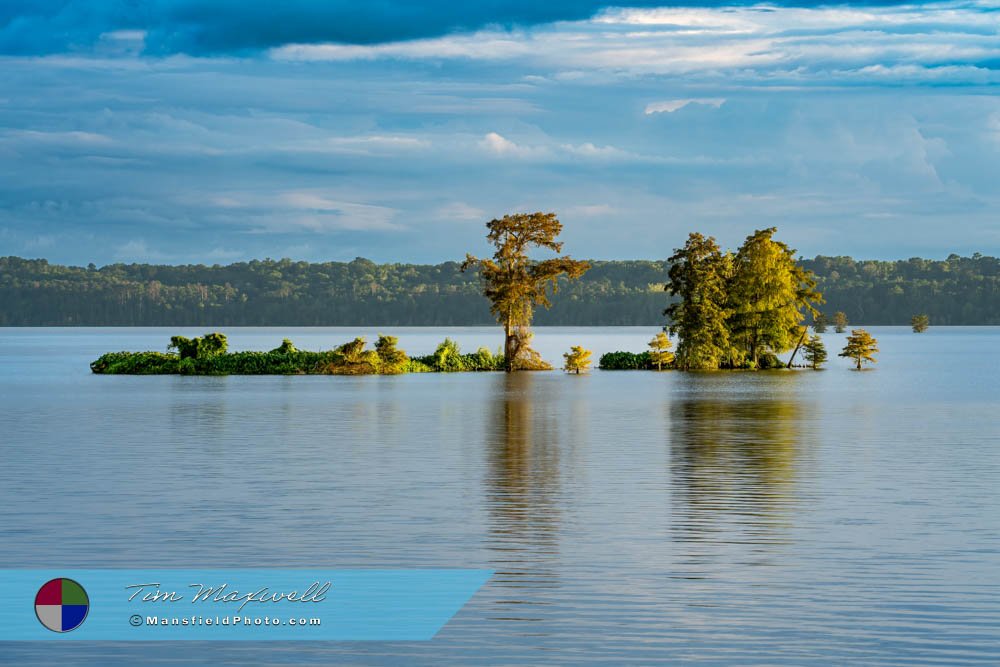 Evening Light On Cypress Trees, Lake Steinhagen, Texas